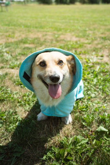 Dog Clothing