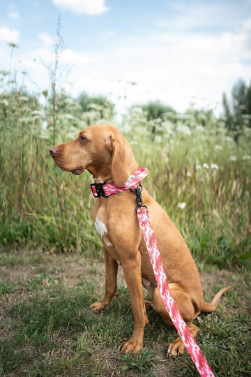 Leashes