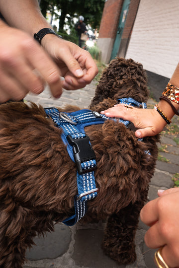 SPORT anti escape harness