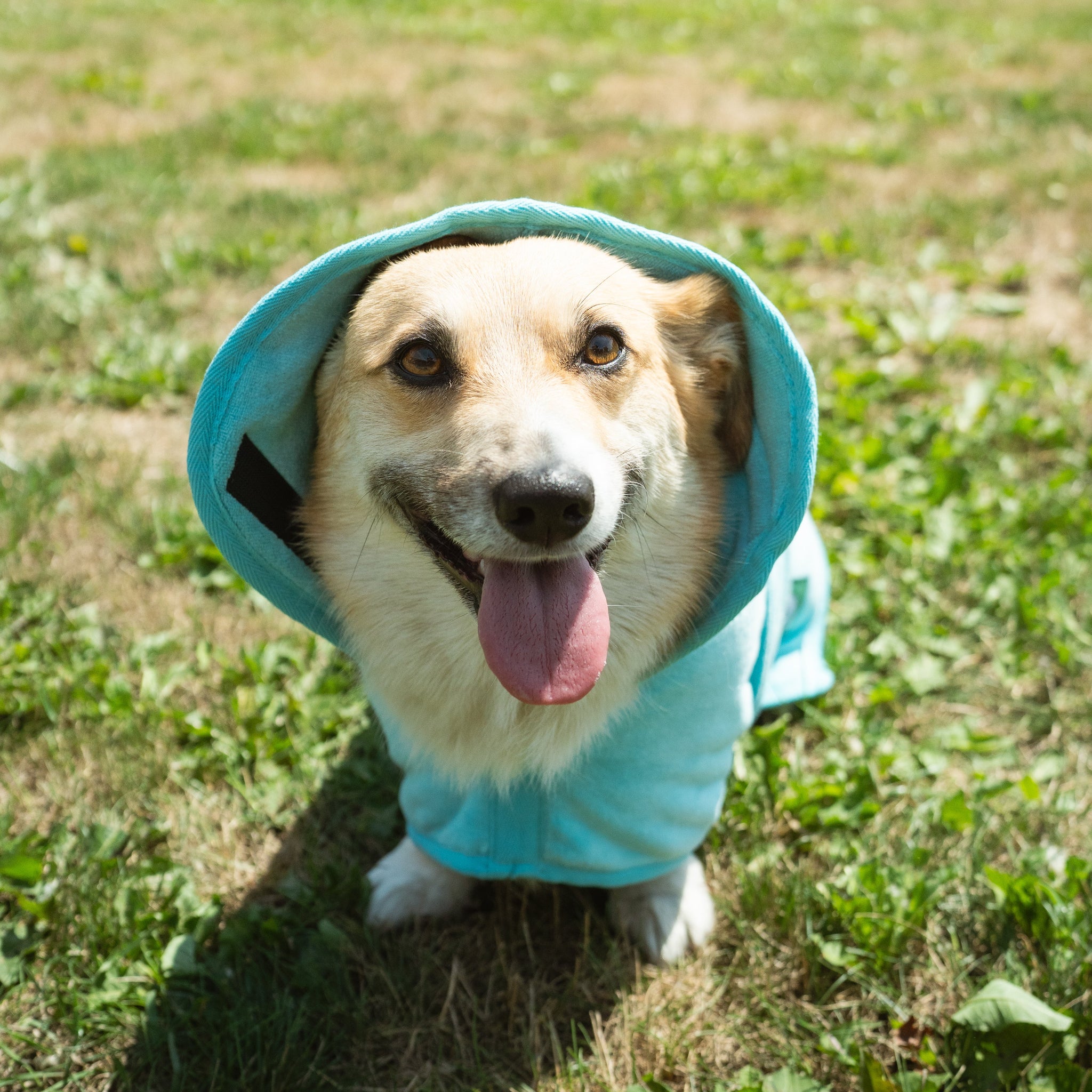 Dog Clothing