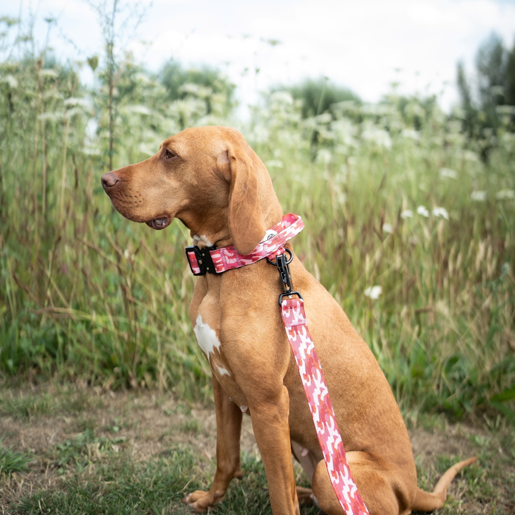 Leashes