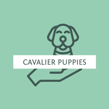 Cavalierpups - Cavlicious