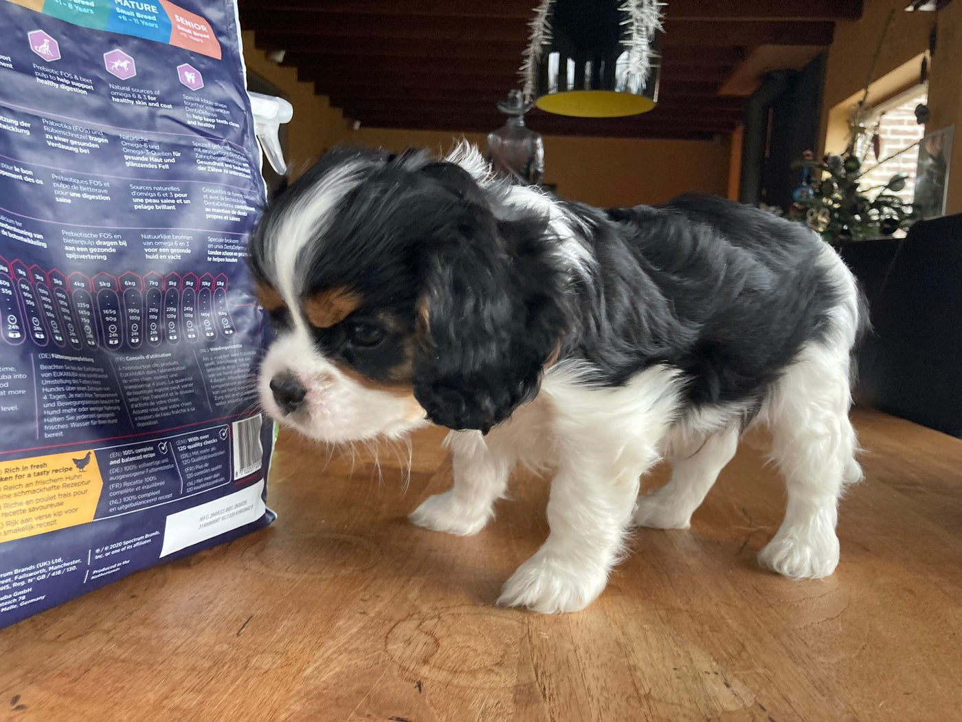 Cavalierpups - Cavlicious