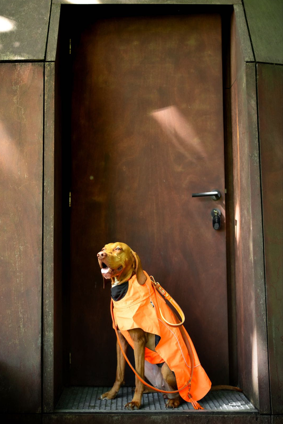 dog sport raincoat high quality