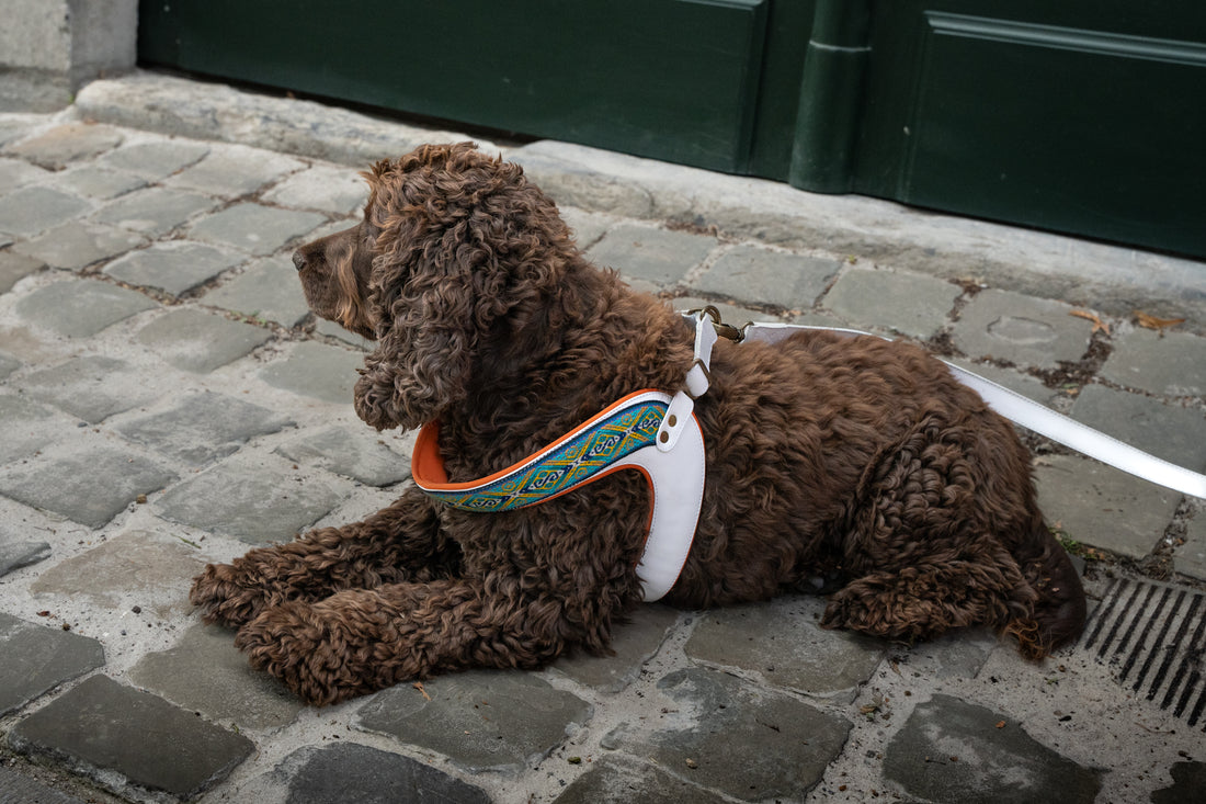 Dogs love munay harness 