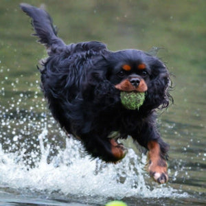 Dog Tennis Ball Cavlicious Cavlicious EUR Belgium Default Title Default Title