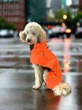 a standard poodle wearing a sporty raincoat