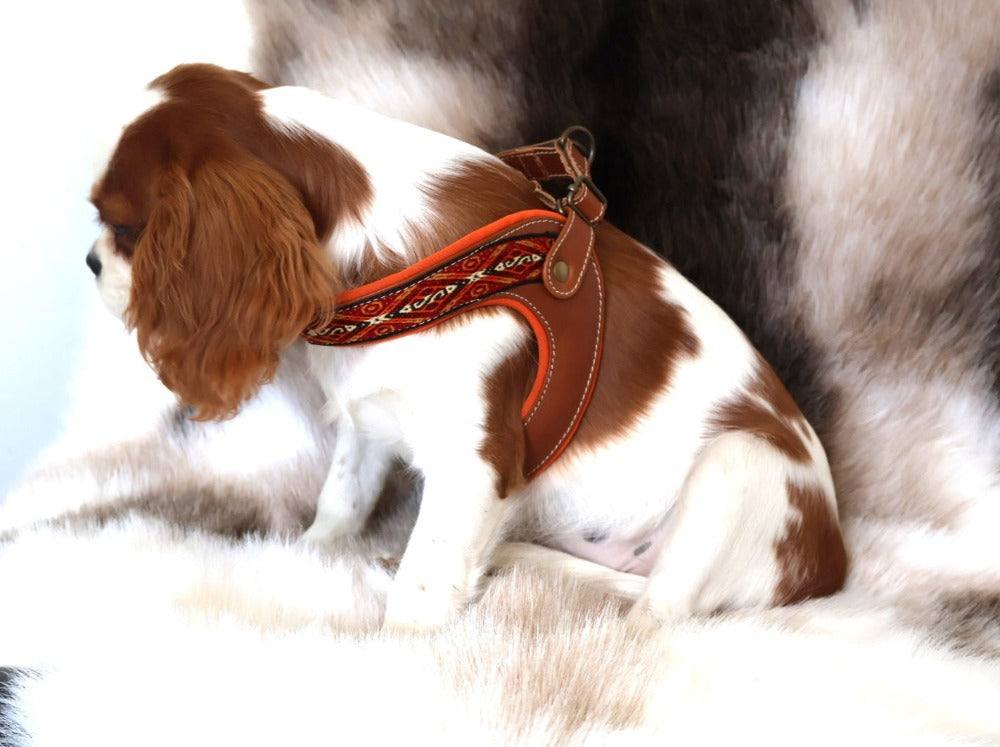 a cavalier king charles spaniel wearing a colorful harness