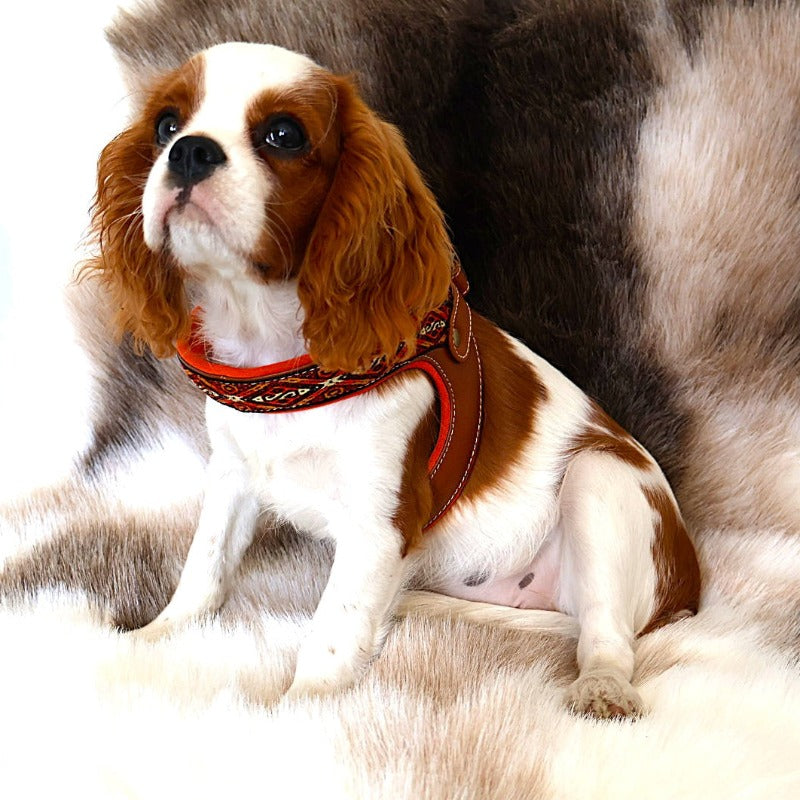 a cavalier king charles spaniel wearing a colorful harness