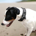 a tricolor jack russel wearing a dogs love munay collar in black and white