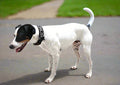 tricolor jack russel wearing a dogs love munay collar in black and white