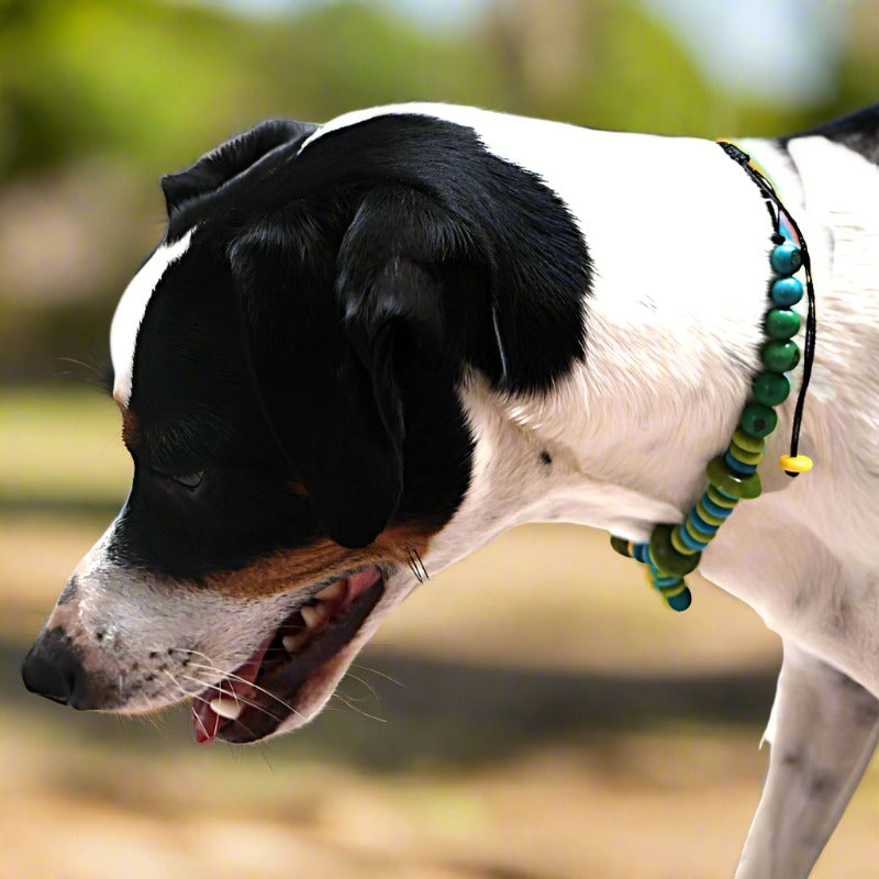 a smooth fox terrier wearing a beaded collar