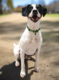 a smooth fox terrier wearing a beaded collar