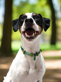 a smooth fox terrier wearing a beaded collar