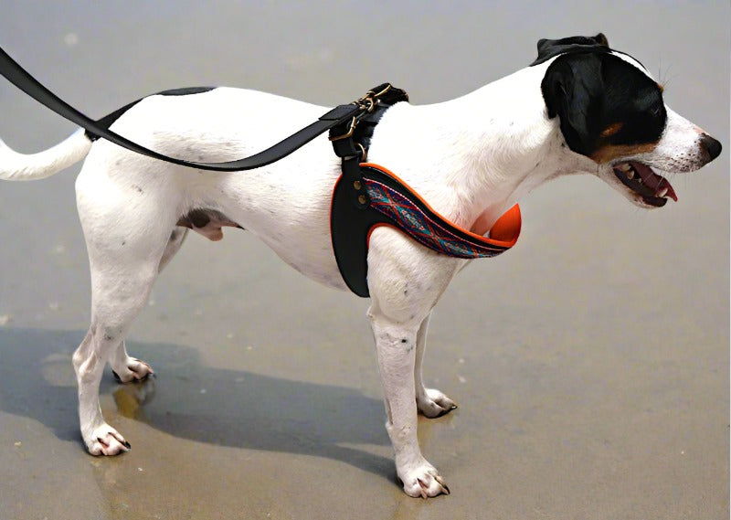 a smooth fox terrier on the beach wearing a black with orange harness from dogs love munay