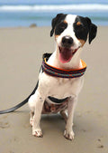 a smooth fox terrier wearing a colorful harness