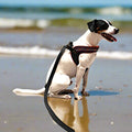 a smooth fox terrier wearing a colorful harness