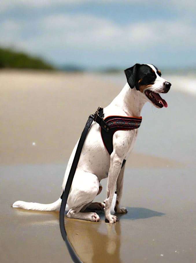 a smooth fox terrier wearing a colorful harness