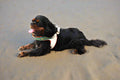 a black and tan cavalier wearing a colorful harness