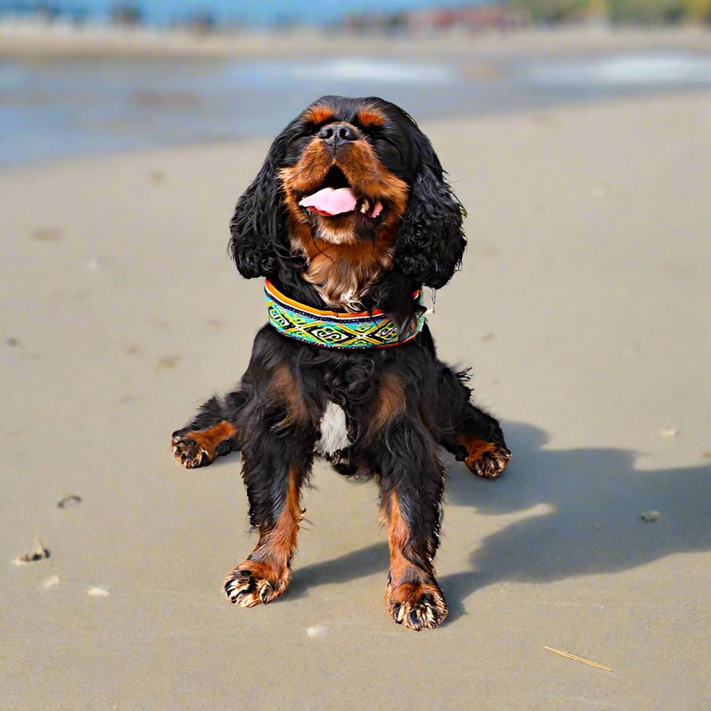 a black and tan cavalier king charles spaniel