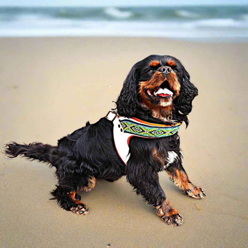 a black and tan cavalier king charles spaniel wearing a colorful harness