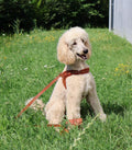  a standard poodle in a sunny park