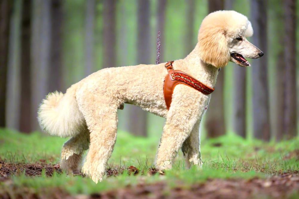  a standard poodle in a sunny park