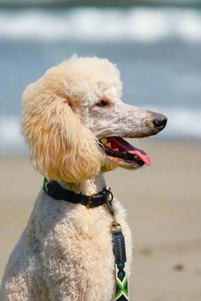 a blonde standard poodle