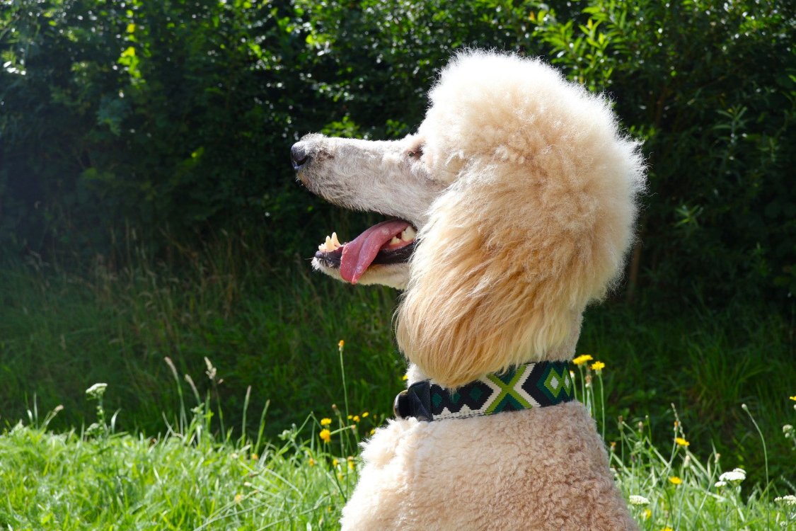 a blonde standard poodle