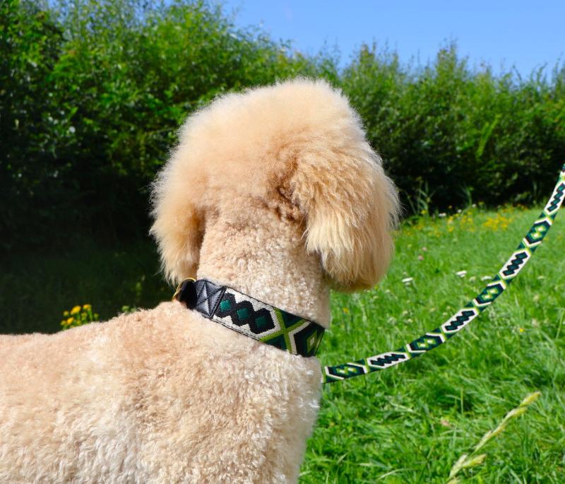 a blonde standard poodle