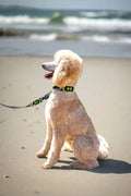 a blonde standard poodle