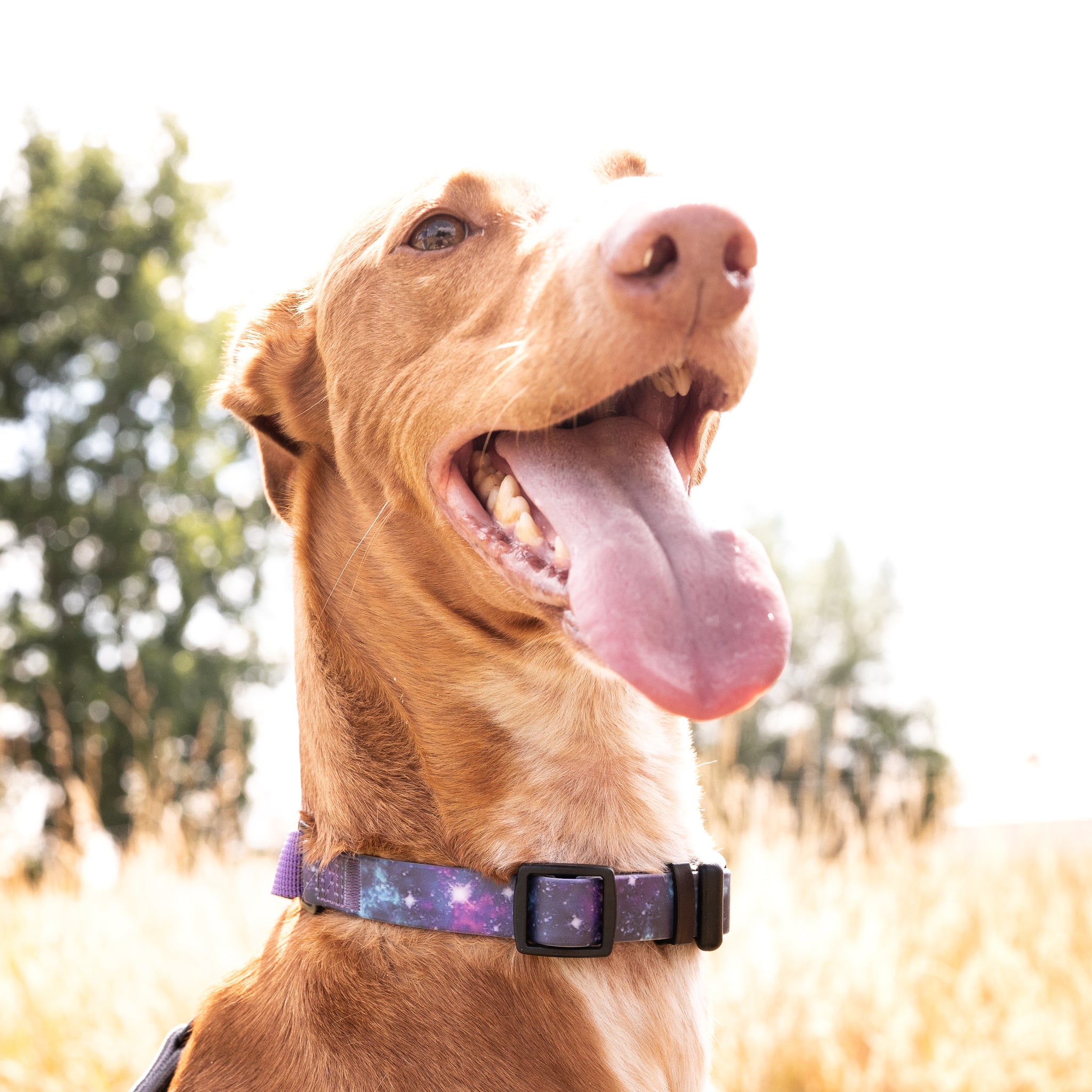 Collar Orbit Martingale