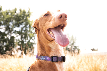 Collar Orbit Martingale