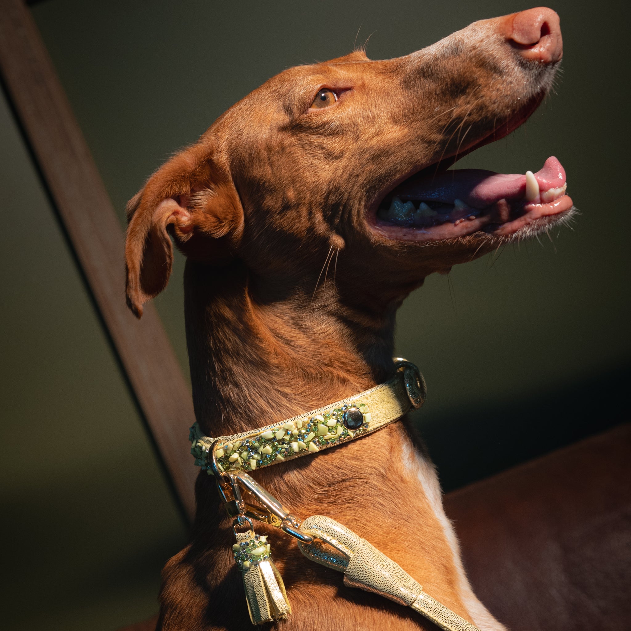 Collar DELUXE Leather Crystal