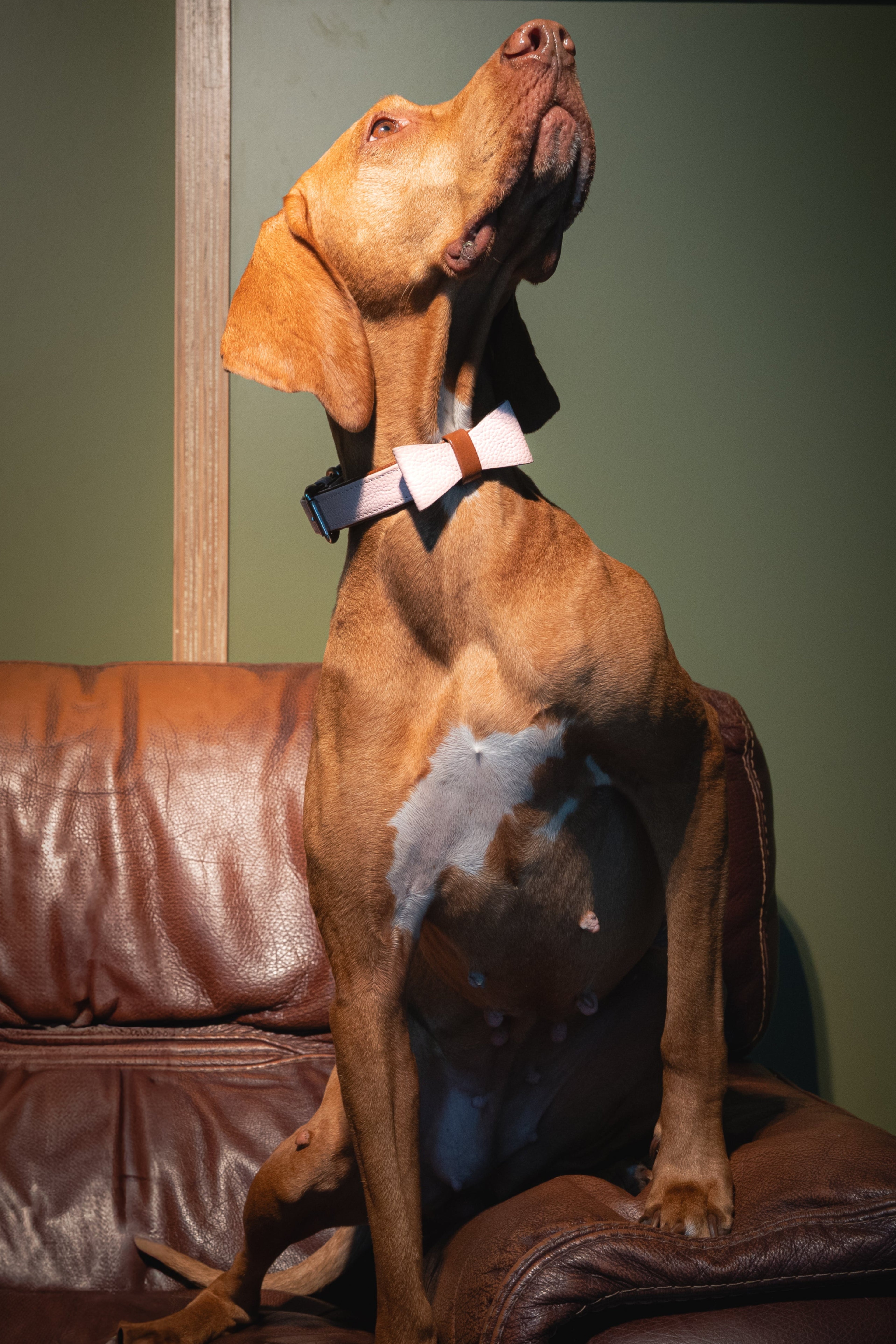 slider image 1621243260e1af0c20-0