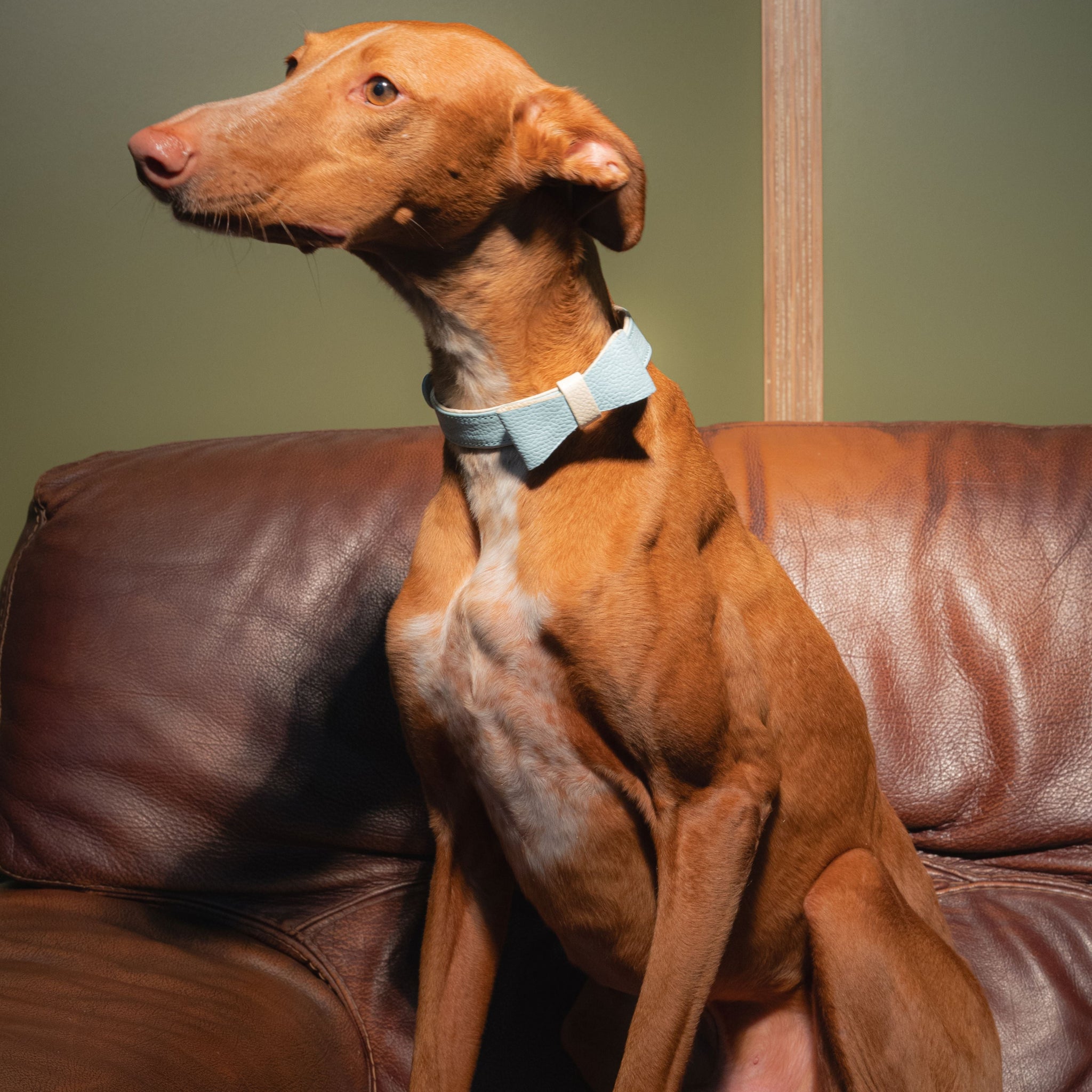 Halsband DELUXE Leer