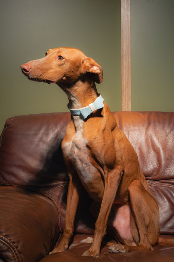 Halsband DELUXE Leer