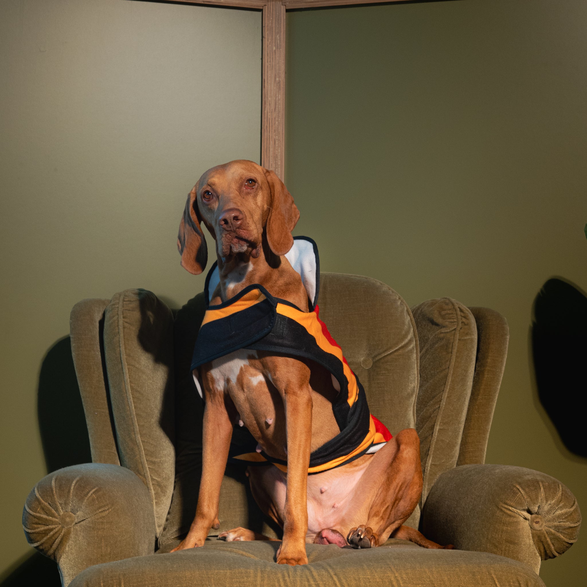 Dog Jacket Newmarket