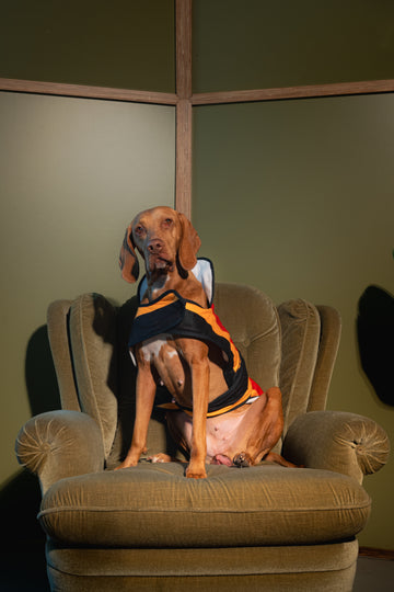 Dog Jacket Newmarket