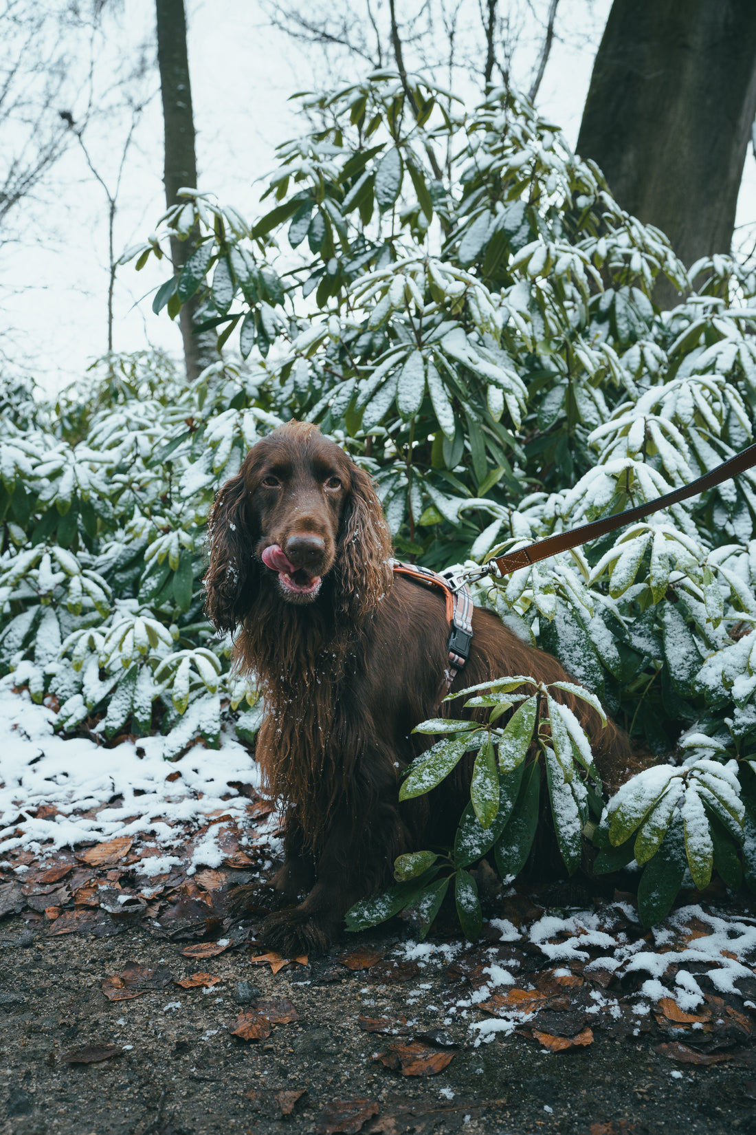 Dog Harness SPORT Barkberry