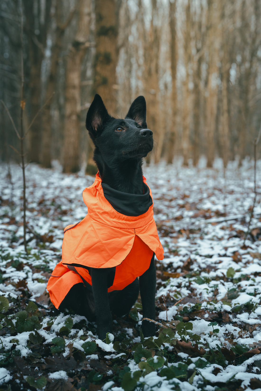 dog sport raincoat high quality