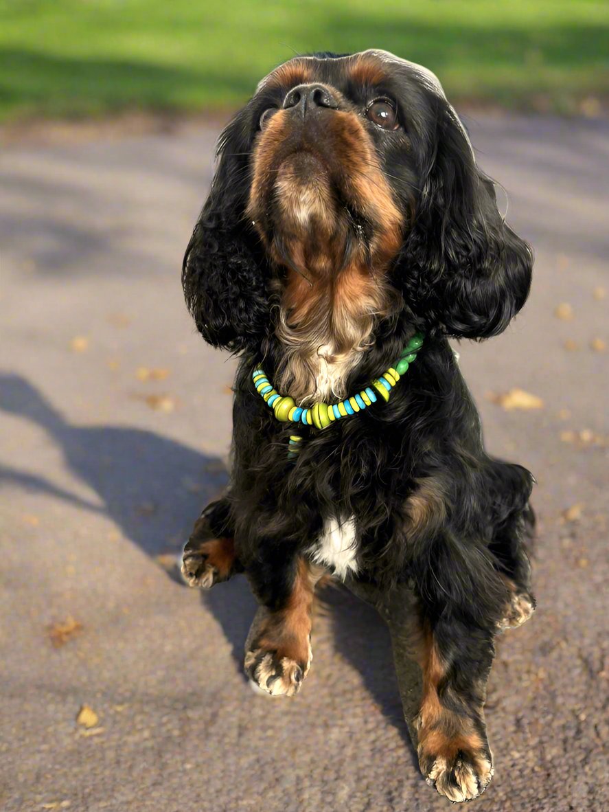 a cavalier king charles spaniel wearing a colorful necklace