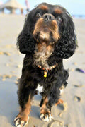 a cavalier king charles spaniel wearing a colorful necklace