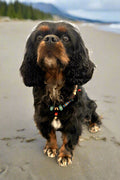 a cavalier king charles spaniel wearing a colorful necklace