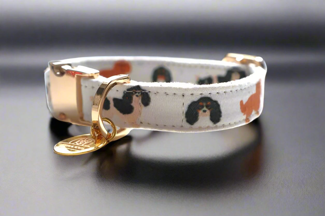 dog collar with cavalier print