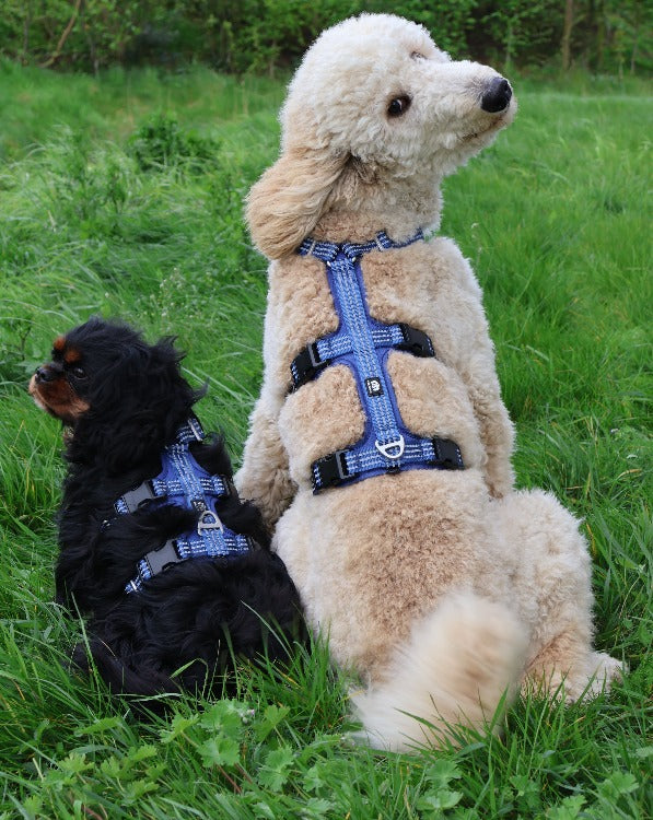 Two dogs wearing an  SPORT anti escape harness Cavlicious double lock system blue