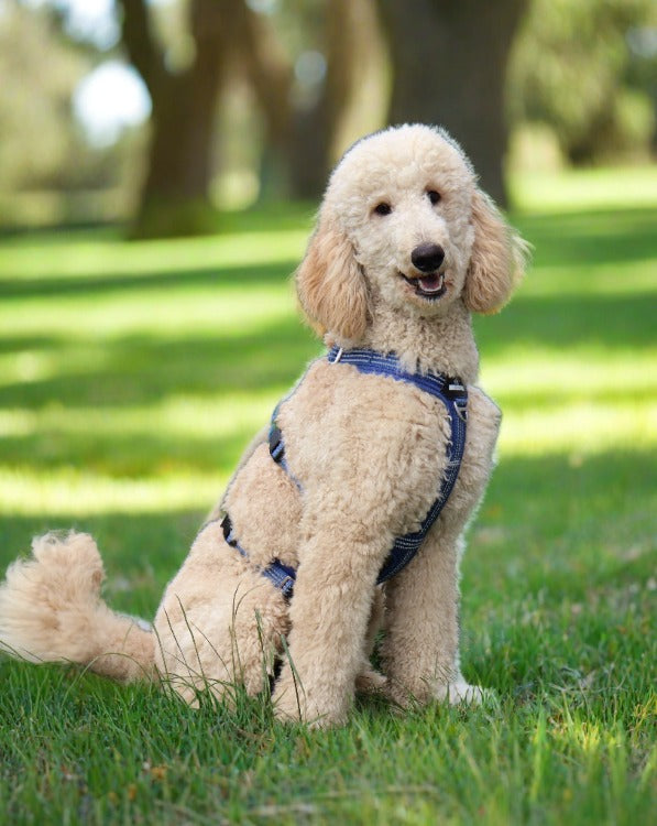 A dog wearing an  SPORT anti escape harness Cavlicious double lock system blue