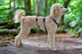 A poodle wearing an  SPORT anti escape harness Cavlicious double lock system blue