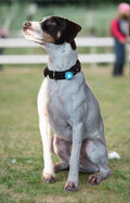 fox terrier wearing an airtag collar