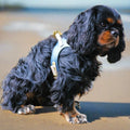 cavalier with a blue vegan leather step in harness sitting on the beach